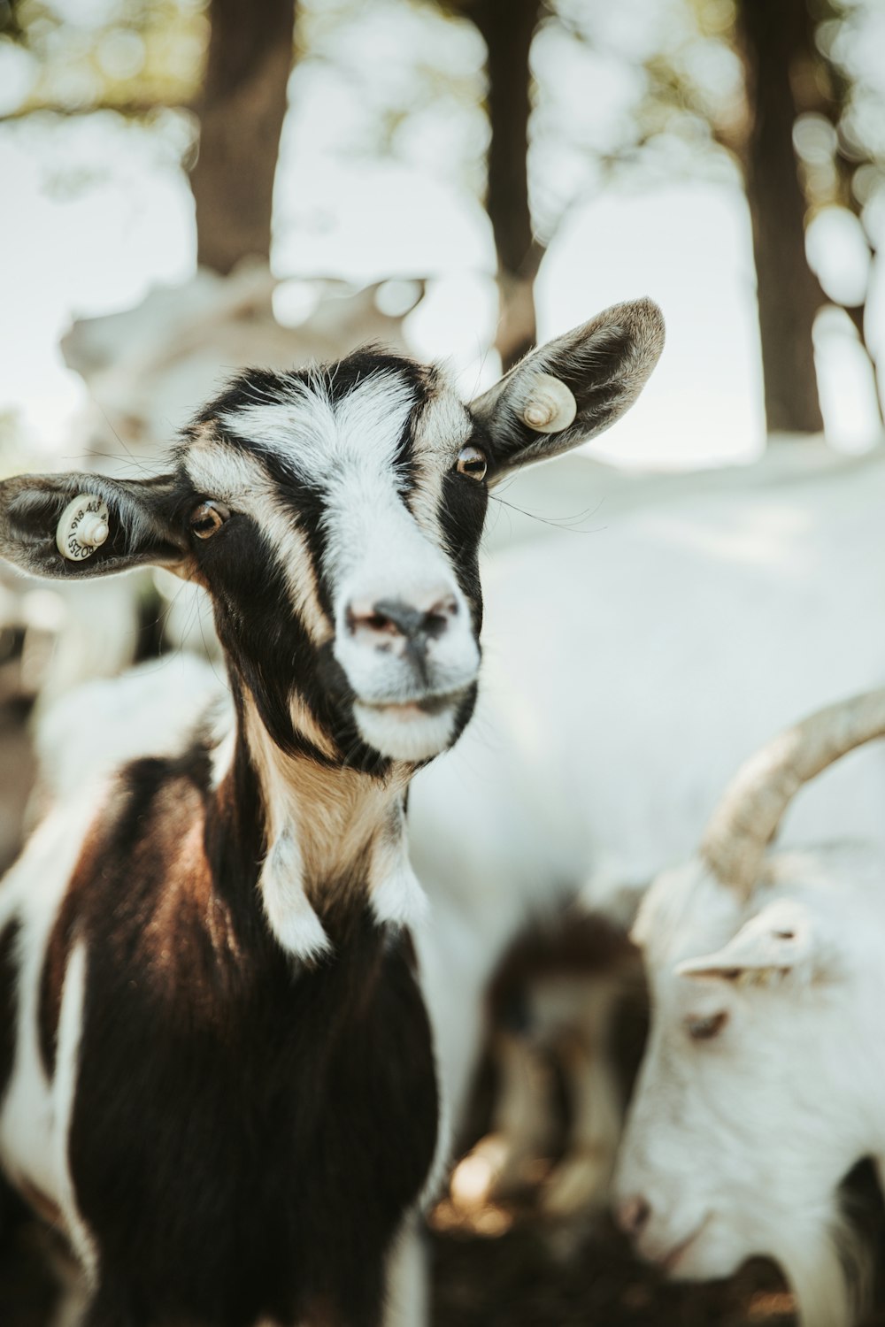black and white goat in tilt shift lens