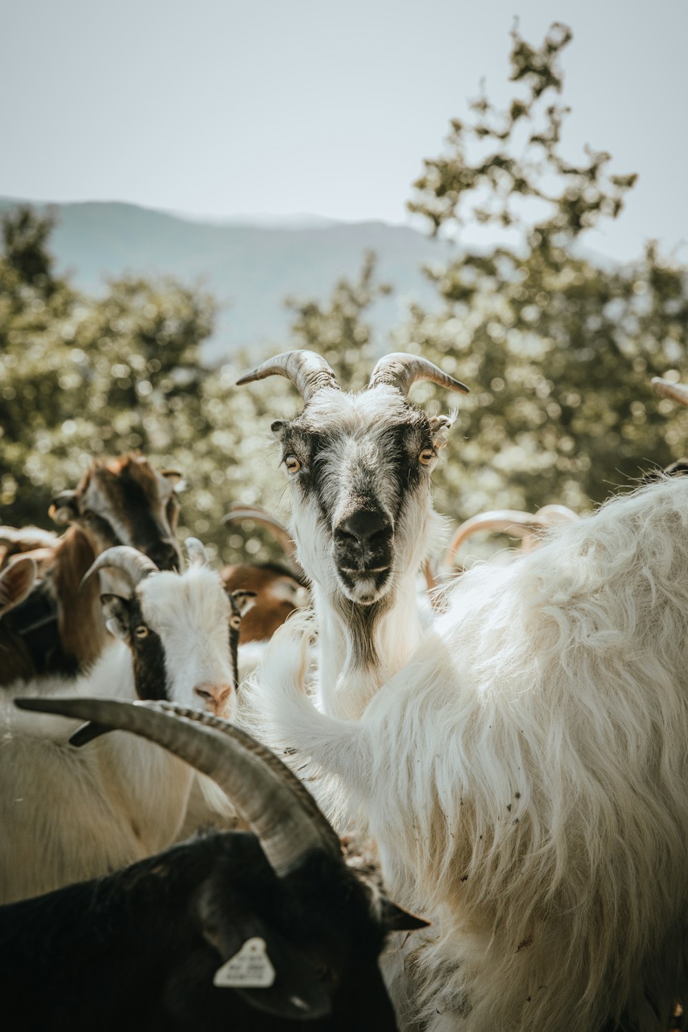 white and black goats on brown wooden fence during daytime