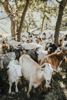 A close-up of goats playfully interacting under the shade of orchard trees.