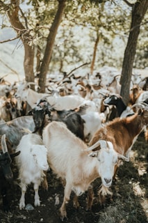A close-up of goats playfully interacting under the shade of orchard trees.