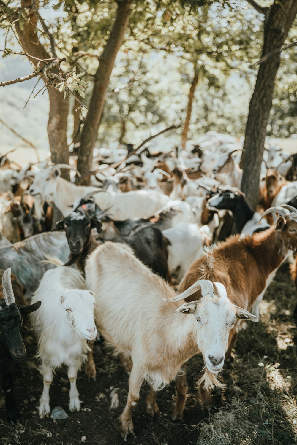 herd of goats on brown field during daytime