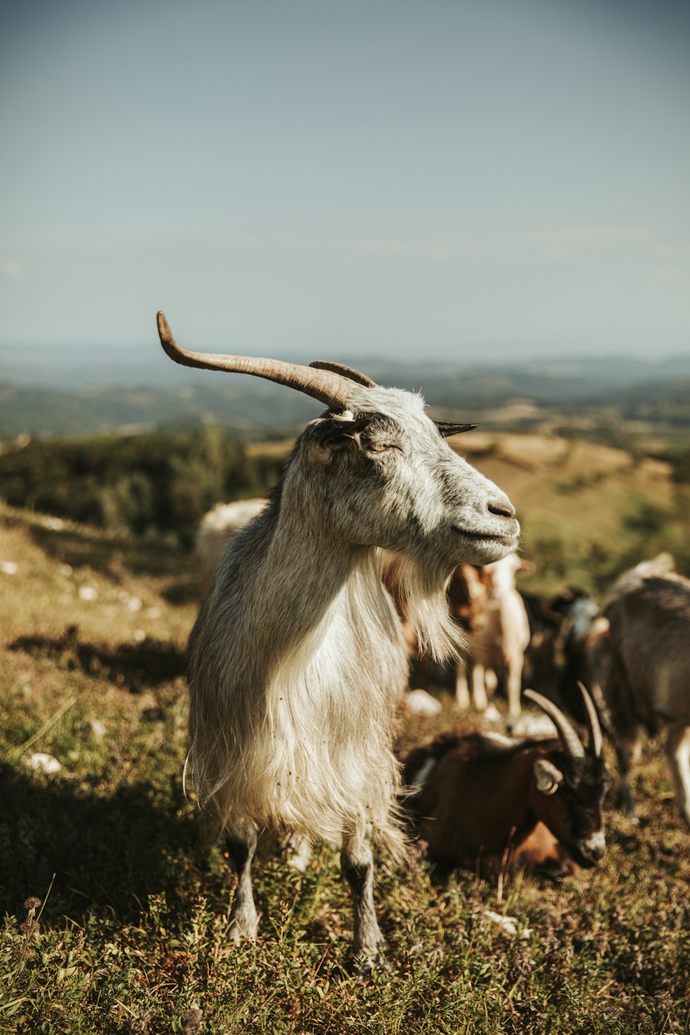 white and brown goat on green grass during daytime