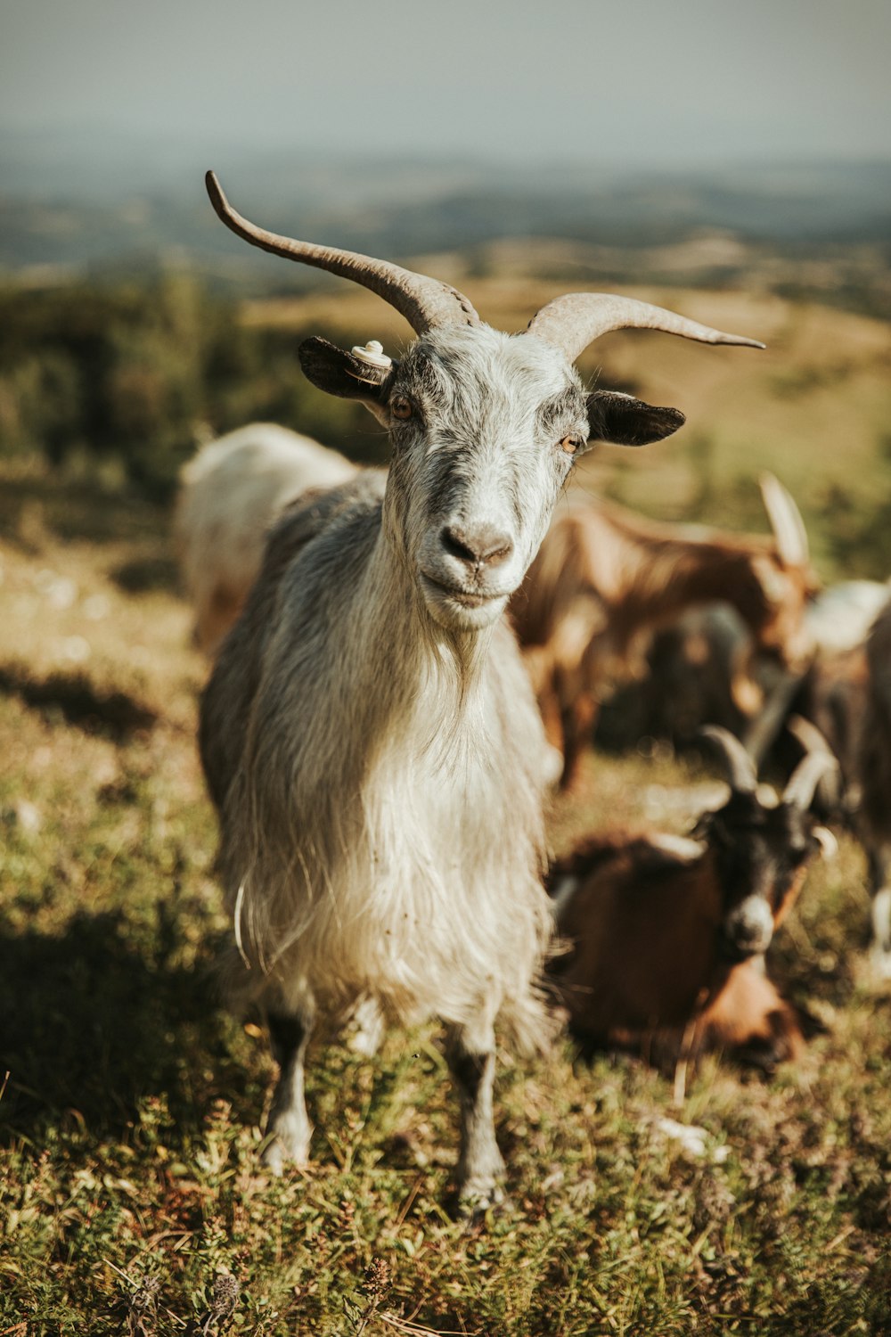 white and brown goat on green grass during daytime