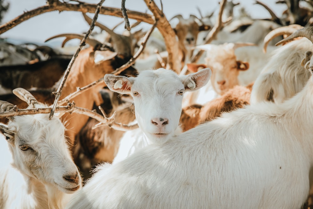 white goat eating brown tree branch during daytime