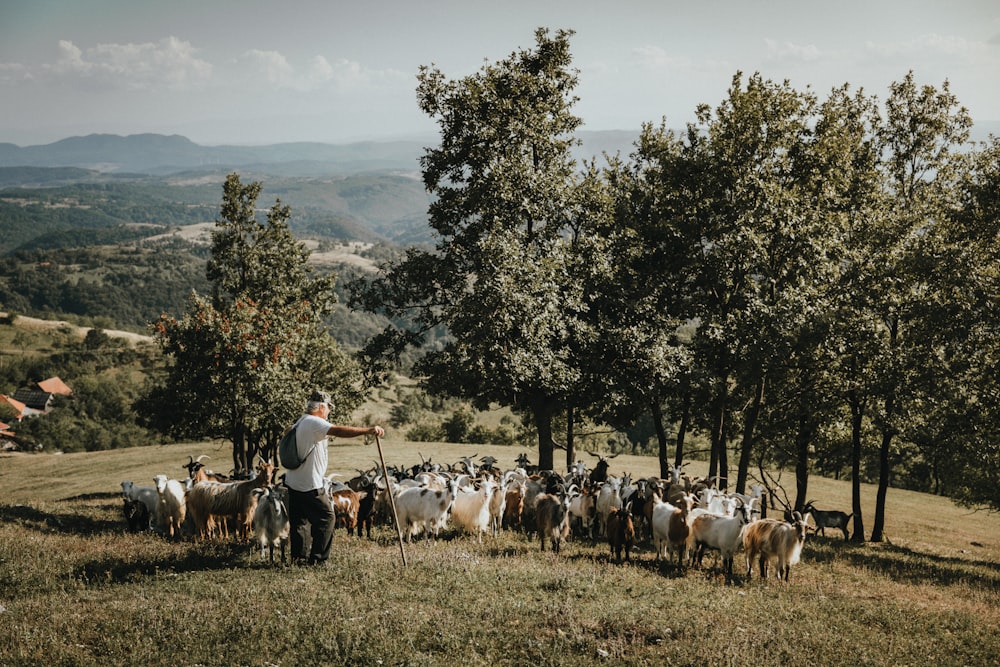 herd of sheep on green grass field during daytime