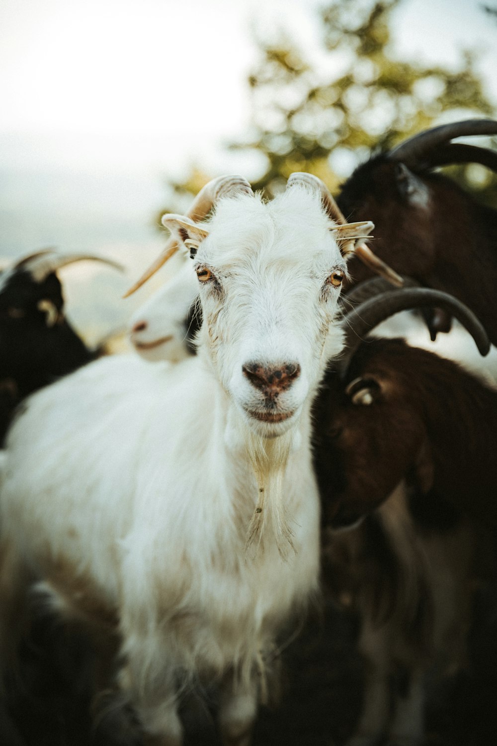 white and brown sheep in close up photography