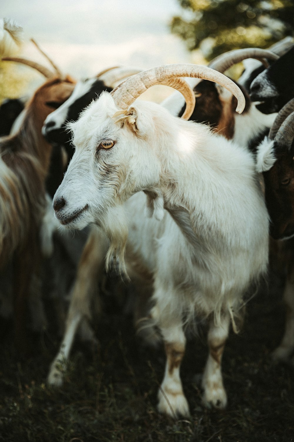 pecore bianche e marroni su erba marrone durante il giorno