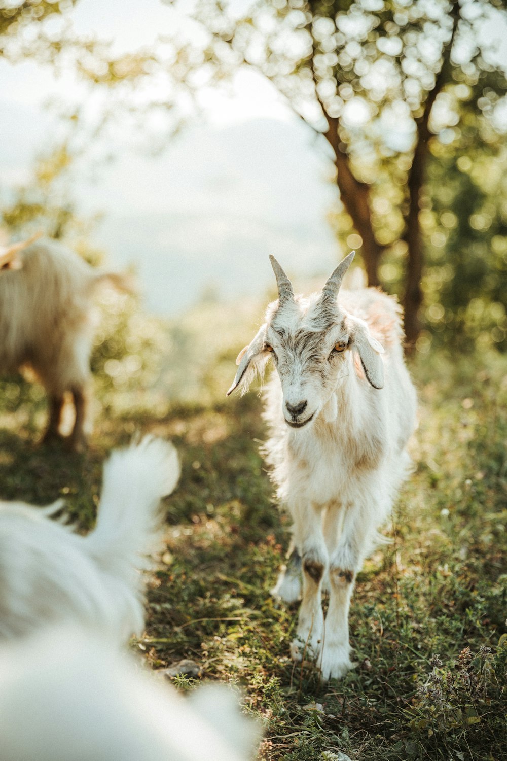 white and brown goats on green grass during daytime