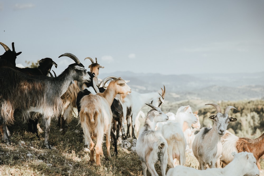 herd of goats on brown ground during daytime