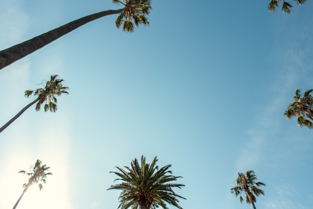 green palm tree under blue sky during daytime