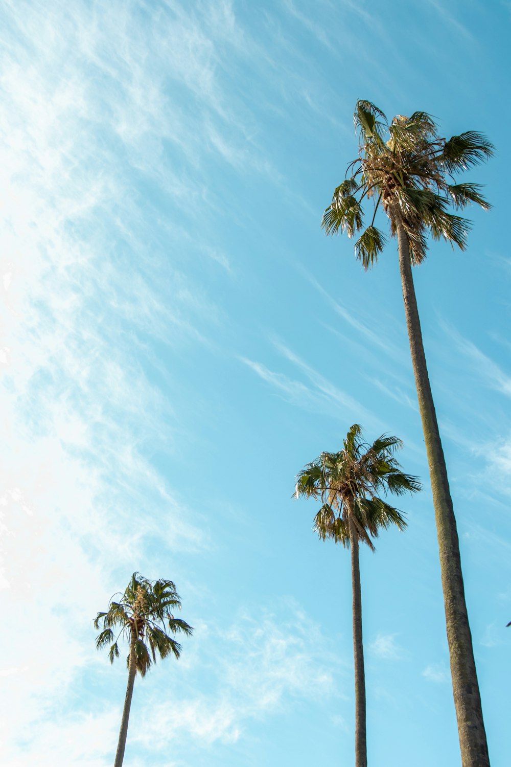 green palm trees under blue sky during daytime