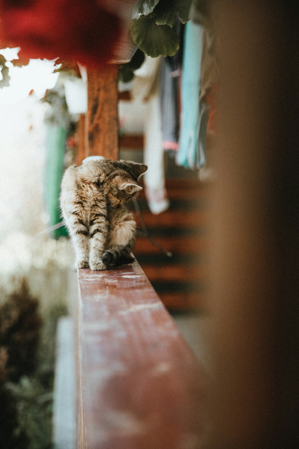 brown tabby cat on brown wooden table