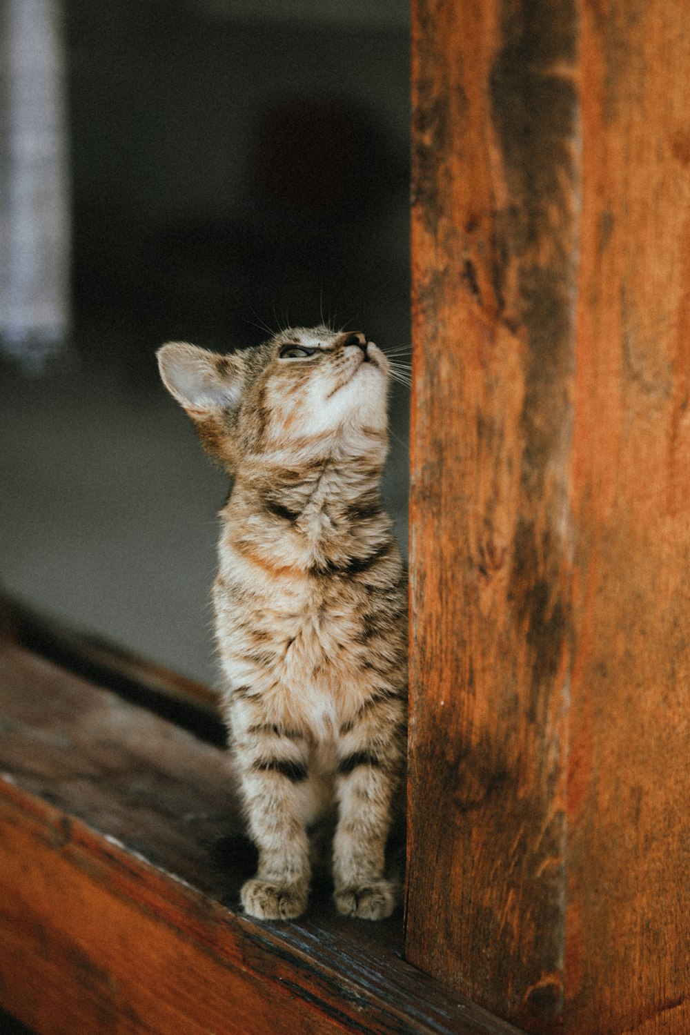 brown tabby cat on brown wooden table