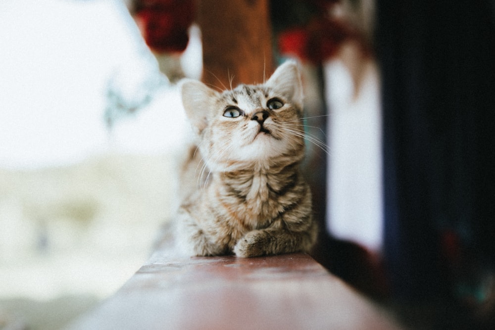 gato tabby prata no têxtil branco