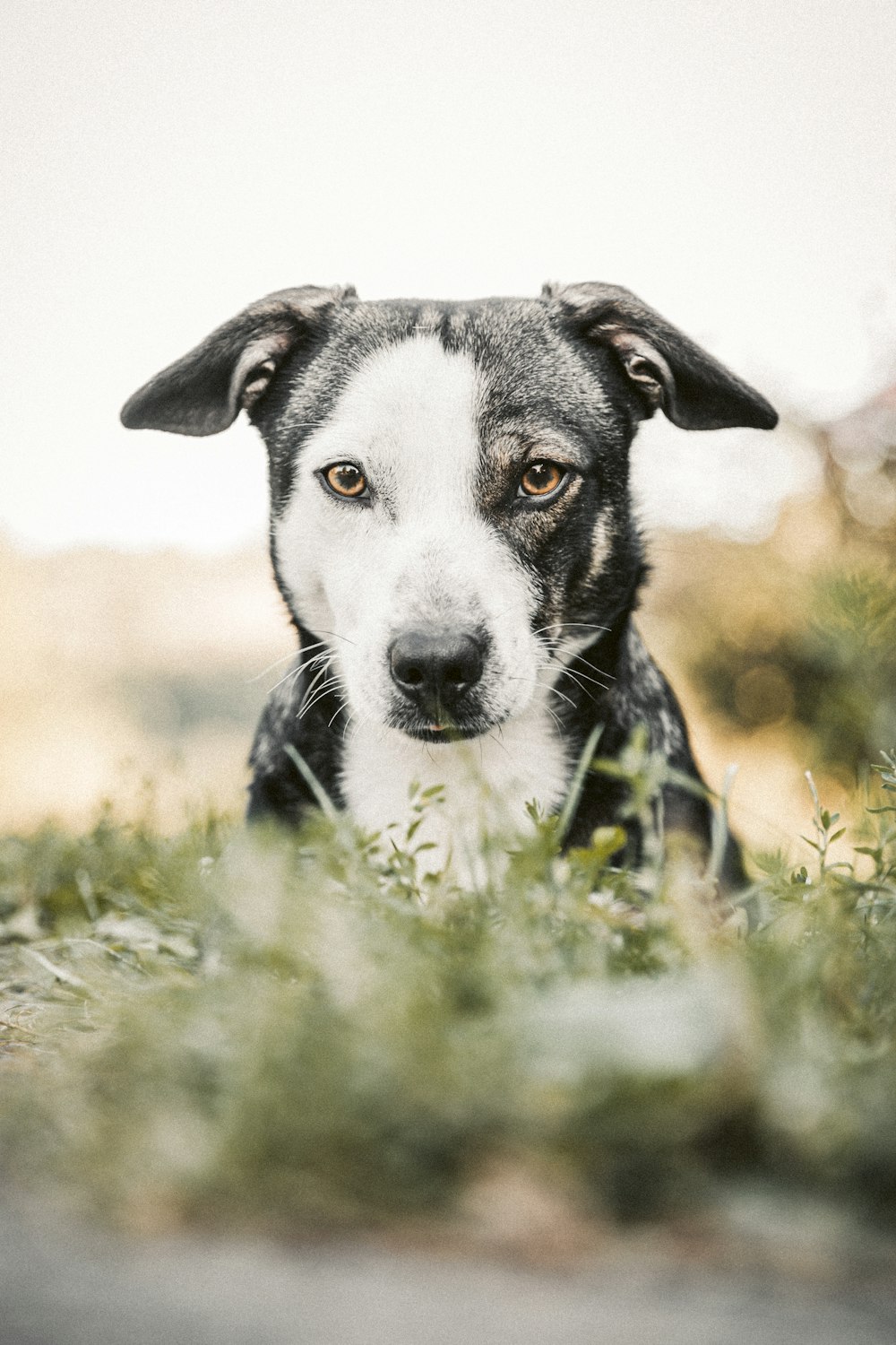 black and white short coated dog on green grass during daytime