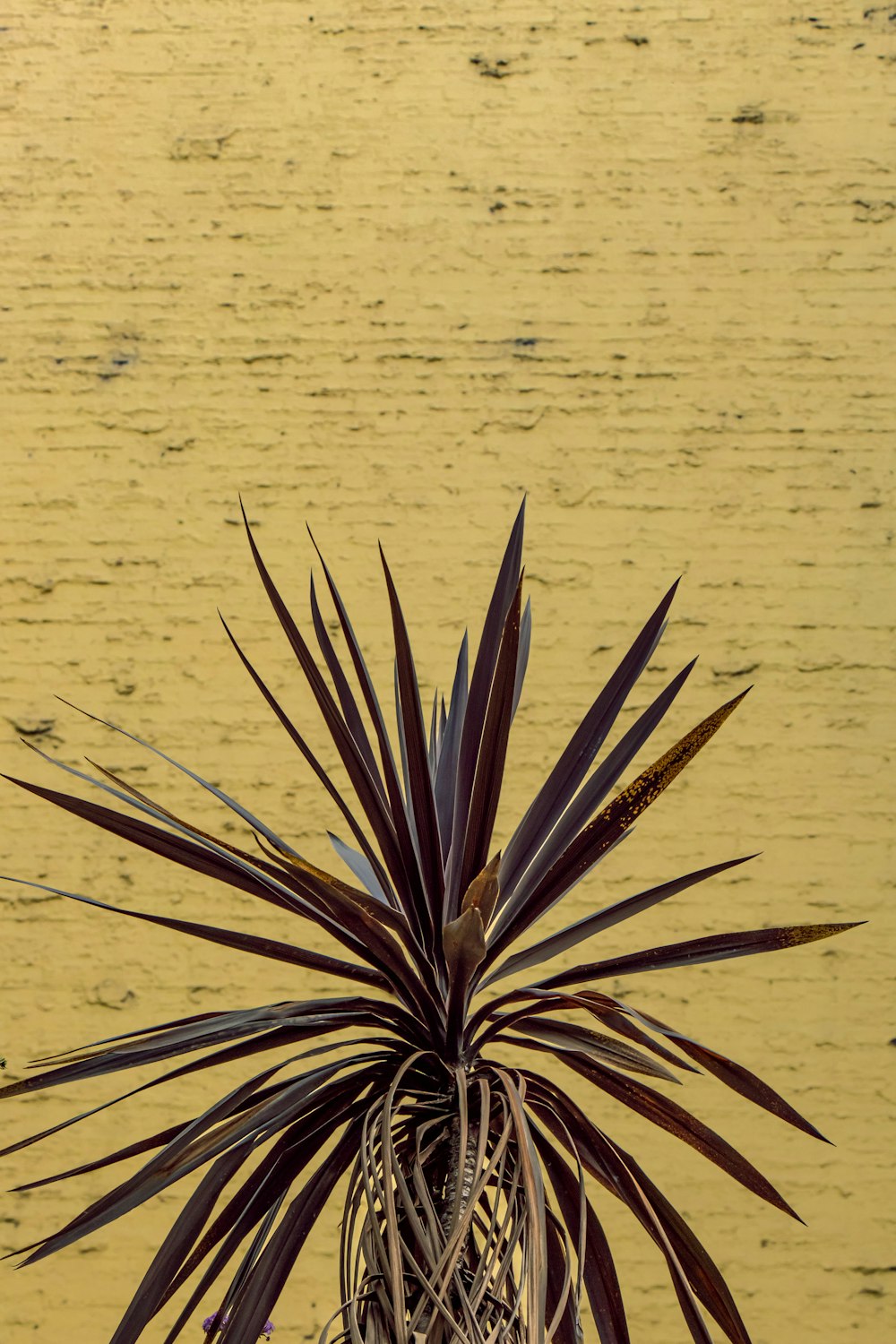 green plant on brown sand