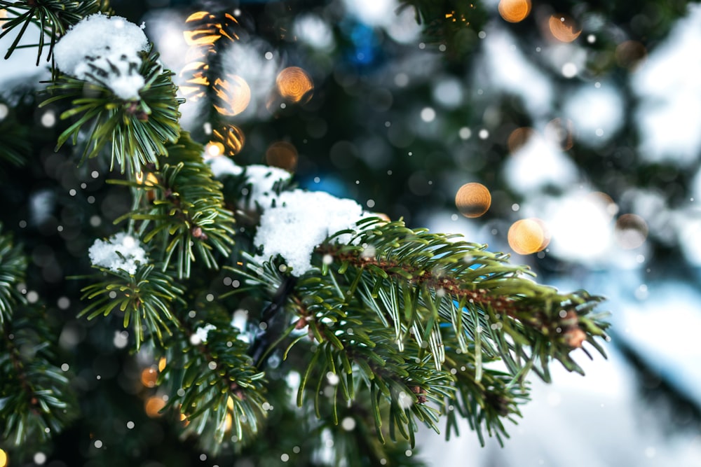 green pine tree with white snow