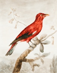 red bird on tree branch painting