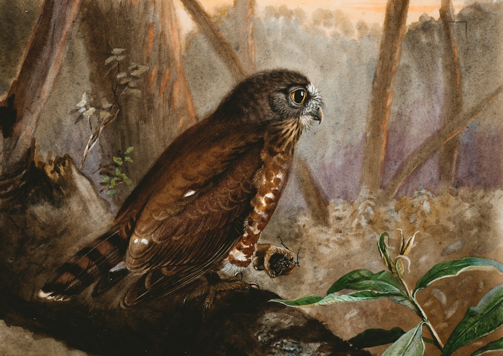 brown and black owl on tree branch painting