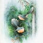 black and brown bird on tree branch painting