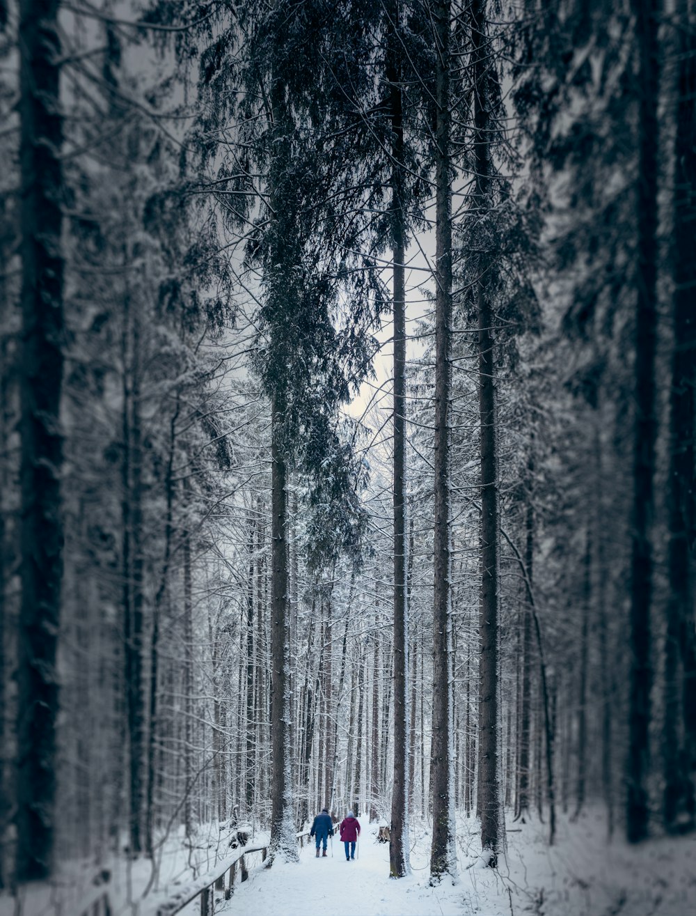 Photo en niveaux de gris d’arbres pendant la journée