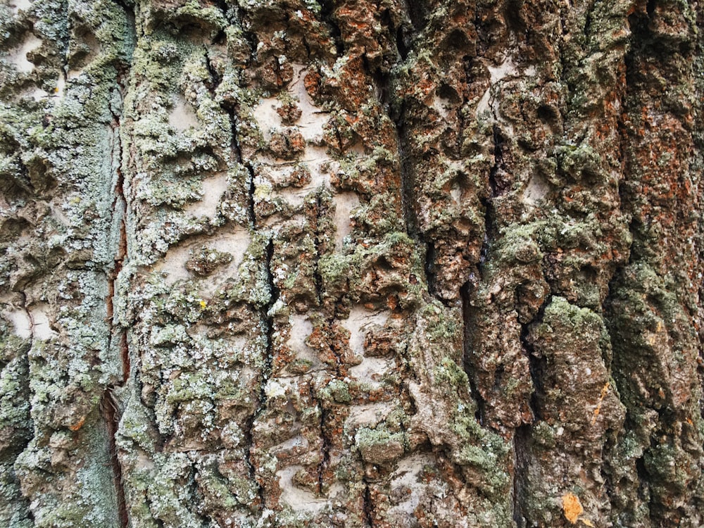 brown and black tree trunk