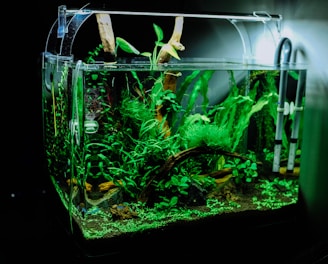 green plant in clear glass fish tank