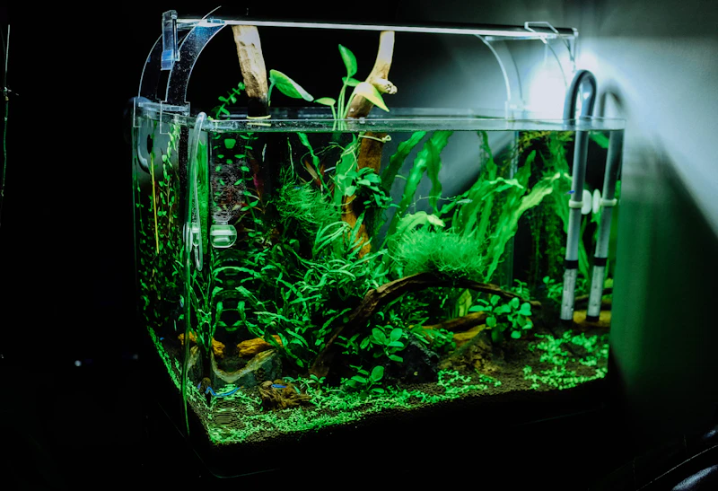 A potted green Amazon Sword plant in a fish tank