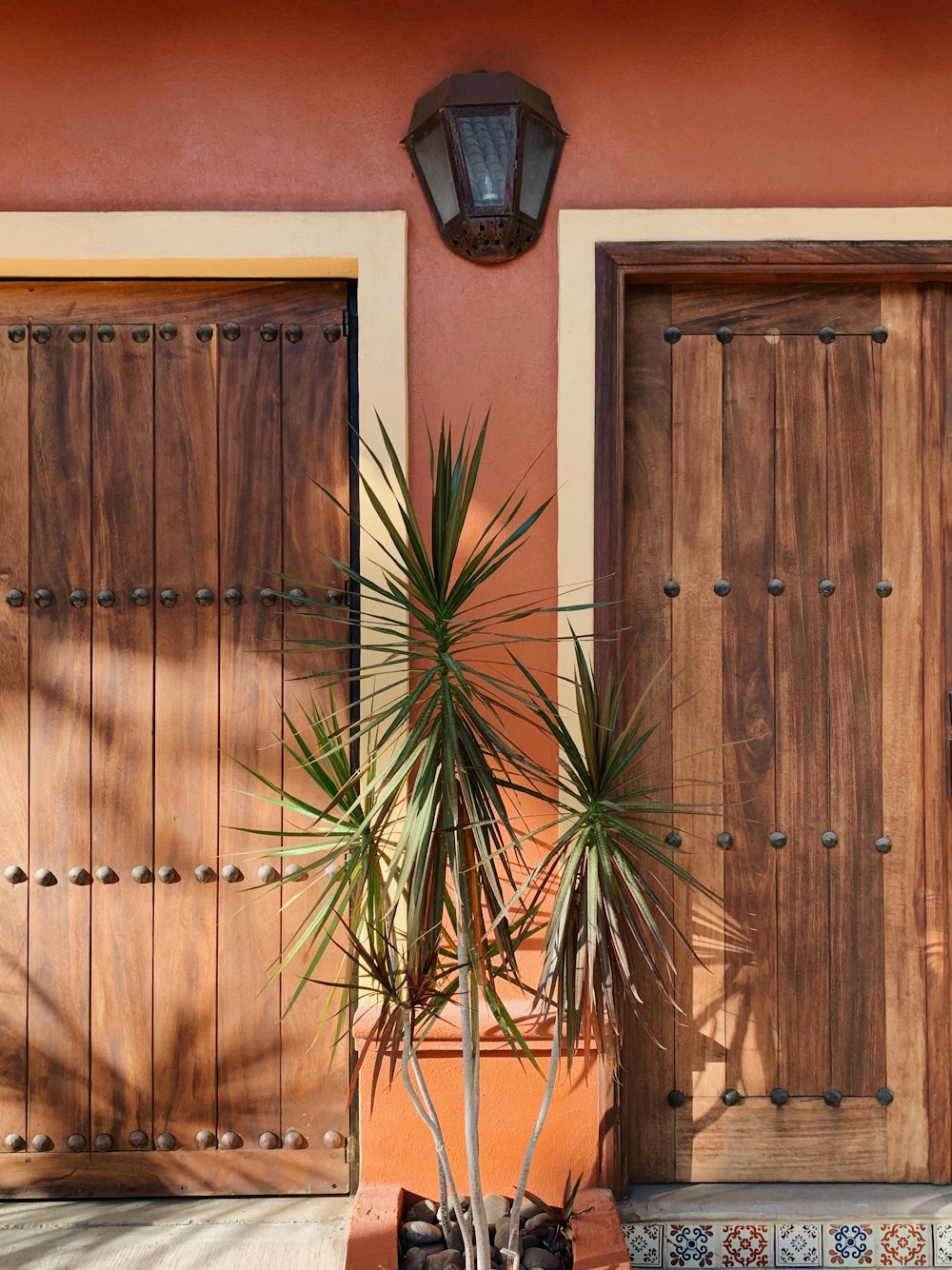 茶色の木製のドアの近くに緑の植物