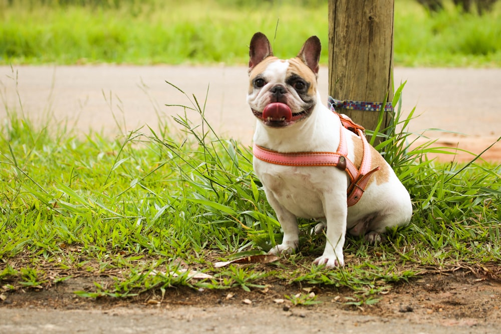 white and brown pug on green grass field during daytime