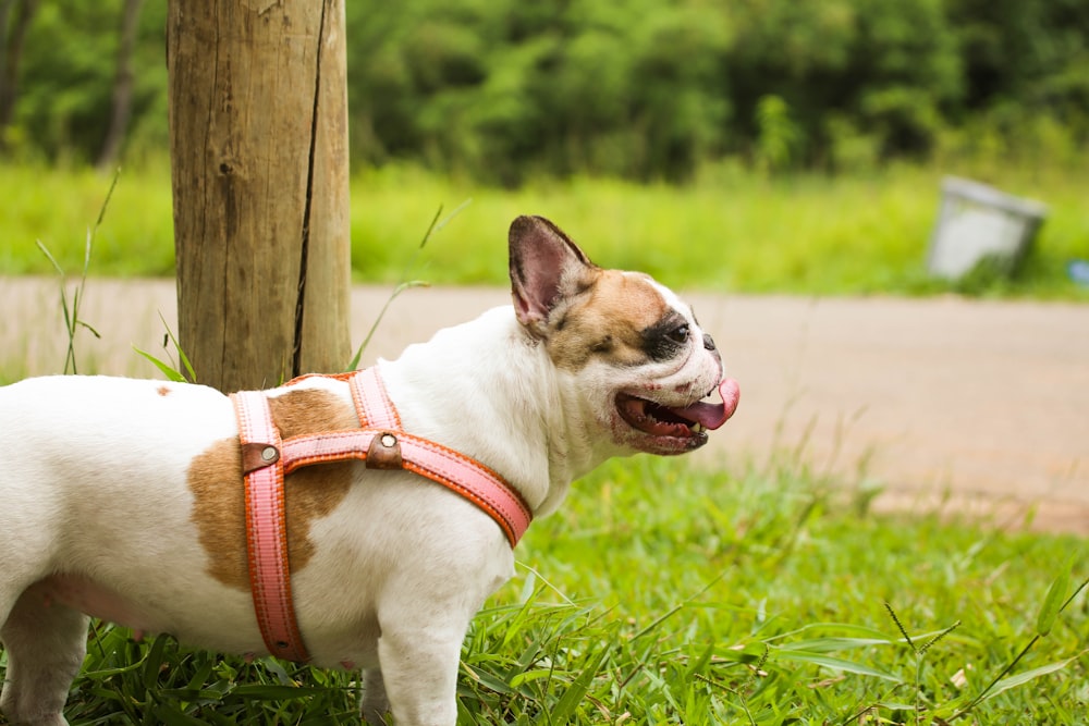 緑の芝生の野原に赤と黒の犬のひもが付いた白と茶色の短いコートの犬