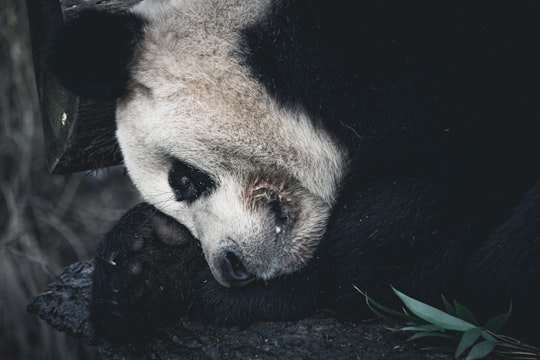 white and black panda bear in Copenhagen Zoo Denmark