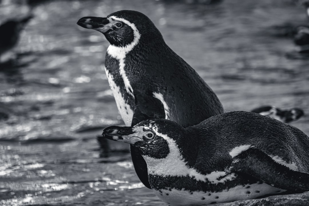 travelers stories about Wildlife in Copenhagen Zoo, Denmark