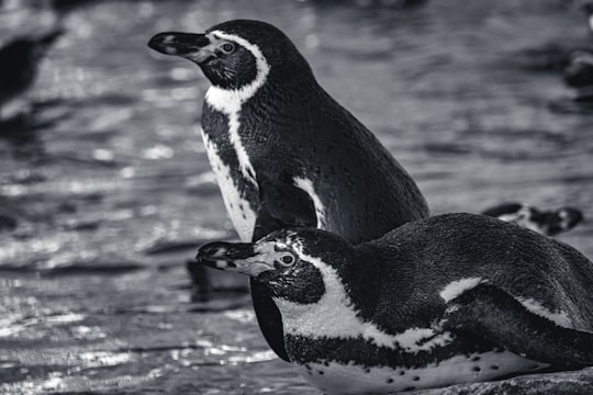 black and white penguin on water in Copenhagen Zoo Denmark