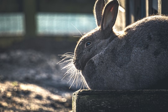 gray rabbit on black concrete in Copenhagen Zoo Denmark