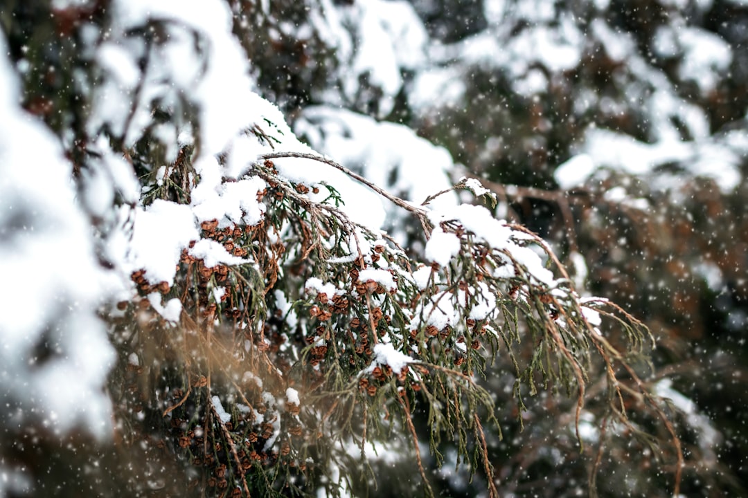 brown plant with snow in tilt shift lens