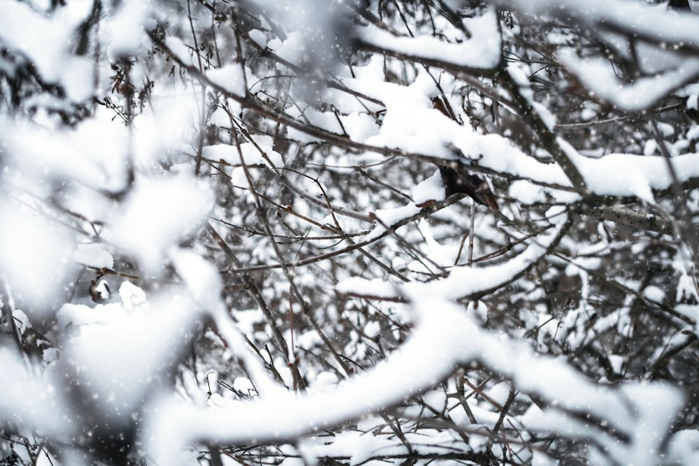 日中の雪に覆われた木の枝