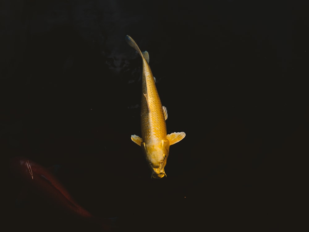 Gelber und weißer Fisch im Wasser
