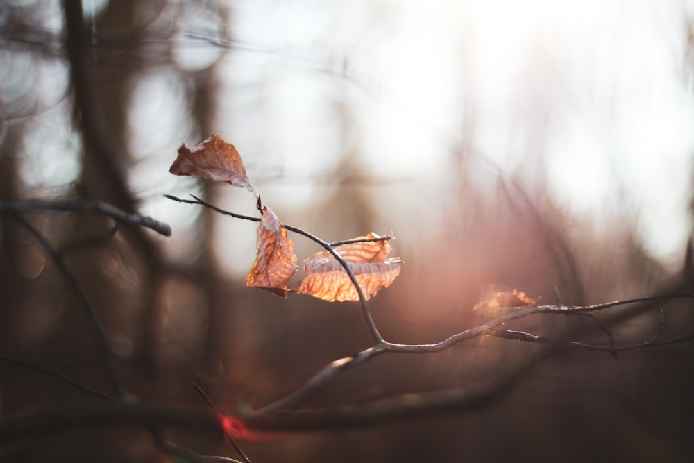 brown dried leaf in tilt shift lens