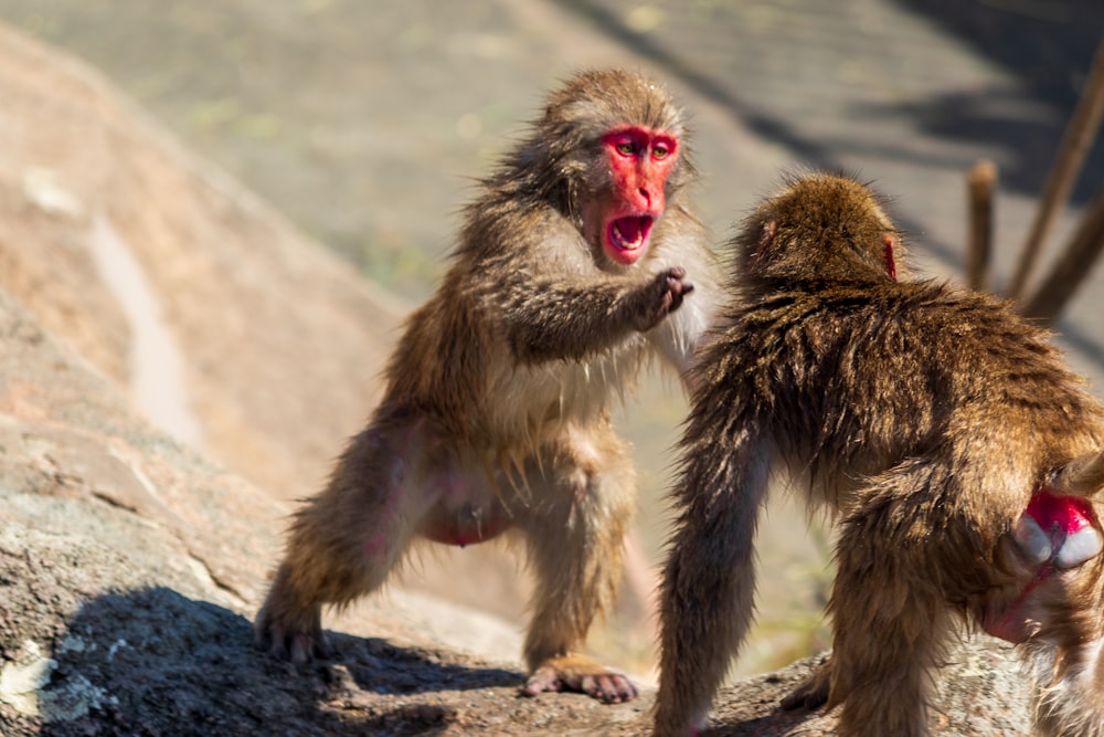 brown monkey sitting on gray rock during daytime