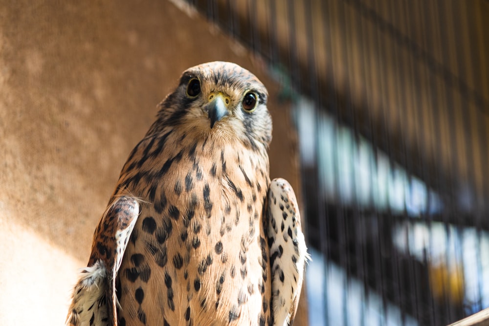 brown and black owl in close up photography during daytime