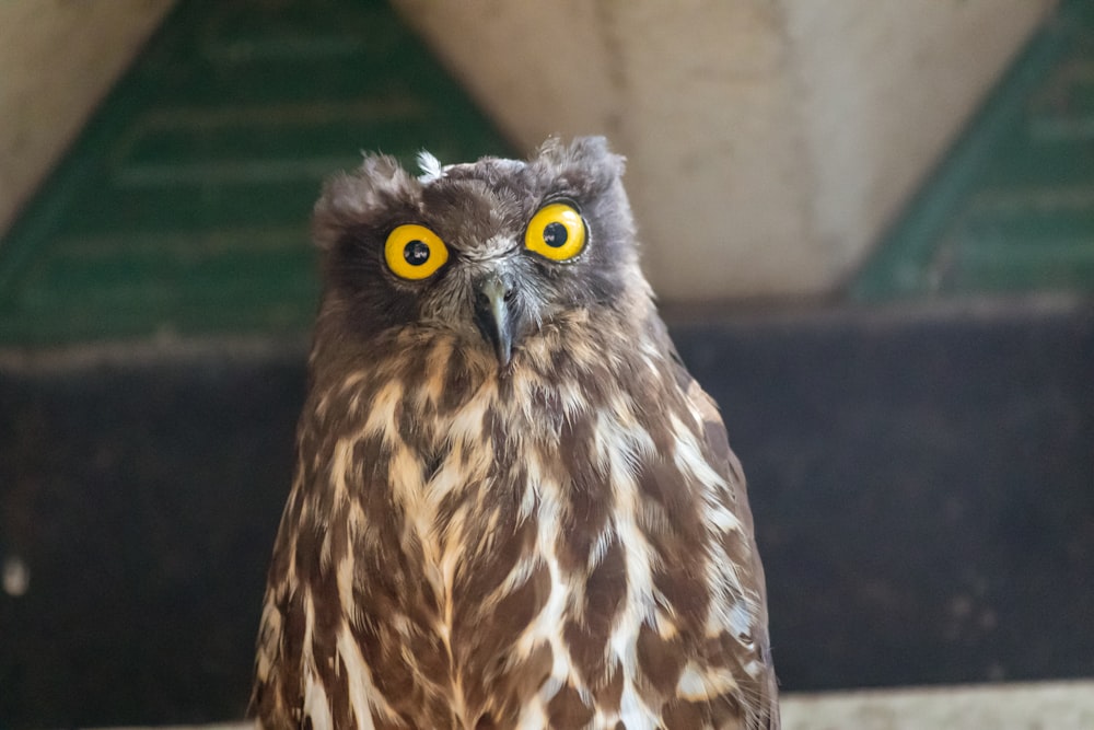 brown and white owl in close up photography