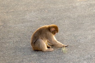 A monkey is sitting on the ground, appearing to examine or play with some grass in front of it. Its fur is a mix of brown and light tan, and it is positioned towards the left with its head lowered.