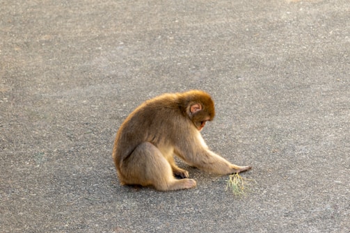 A monkey is sitting on the ground, appearing to examine or play with some grass in front of it. Its fur is a mix of brown and light tan, and it is positioned towards the left with its head lowered.