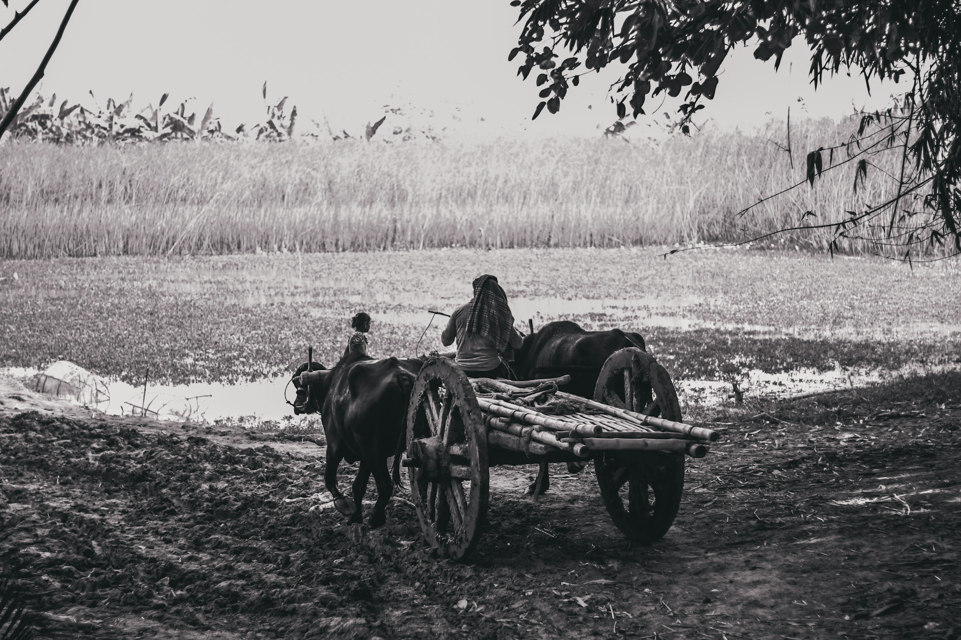 grayscale photo of 2 horses on field