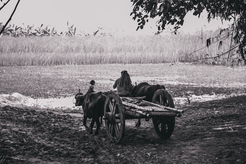 grayscale photo of 2 horses on field