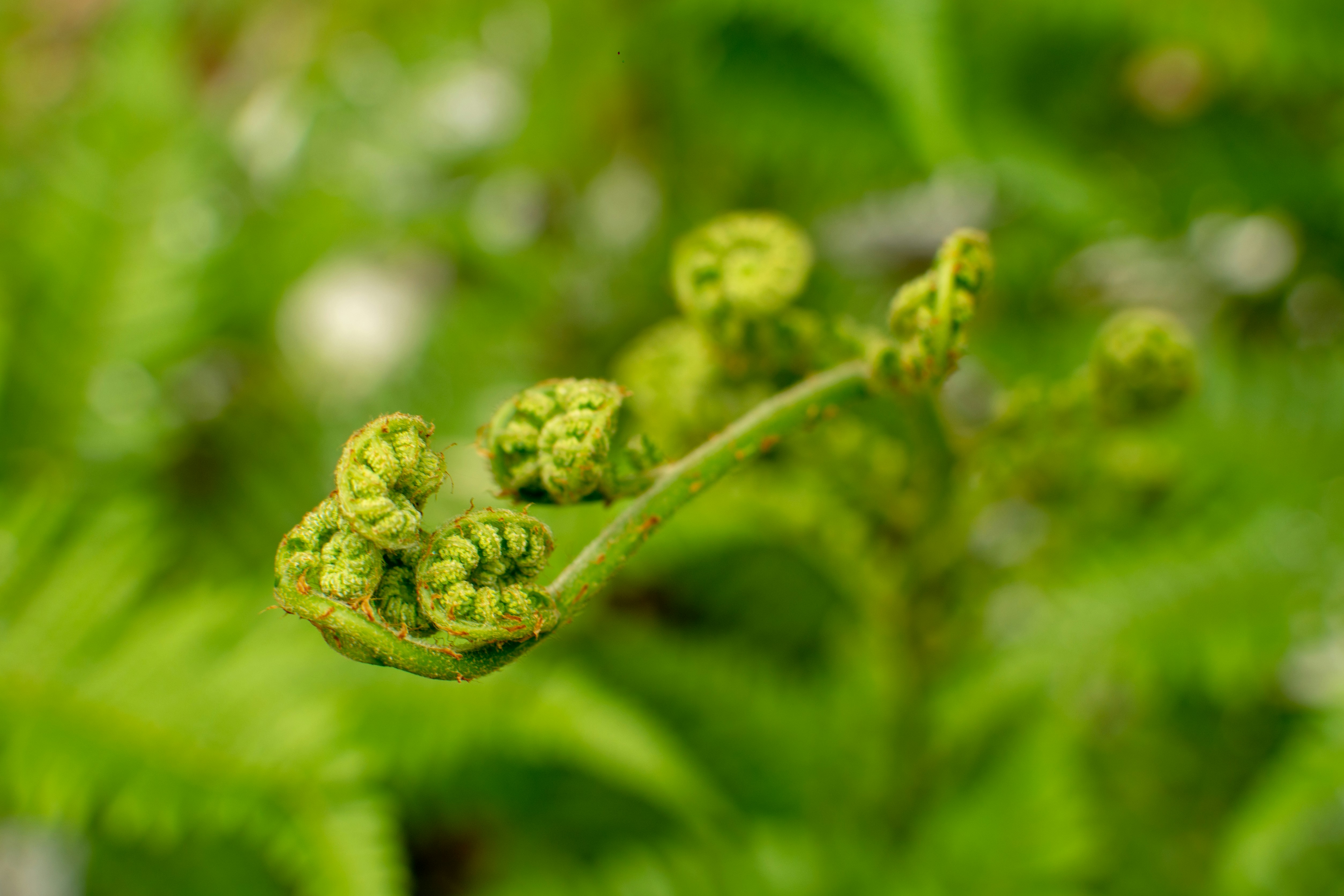 Photo by guillermojmc