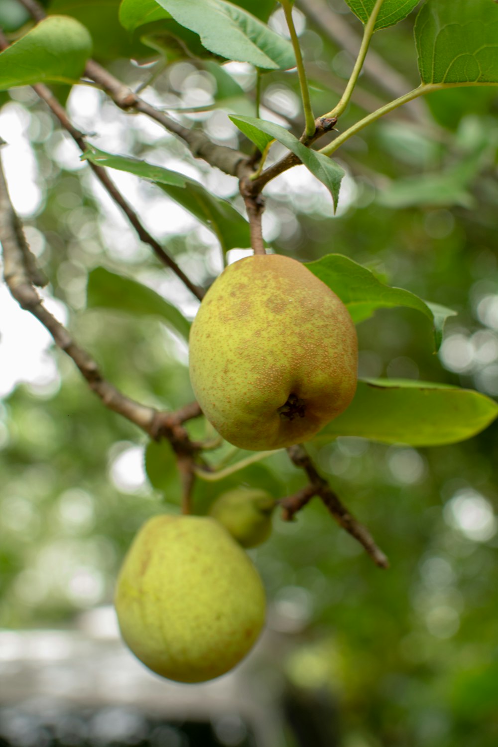 yellow round fruit on tree during daytime