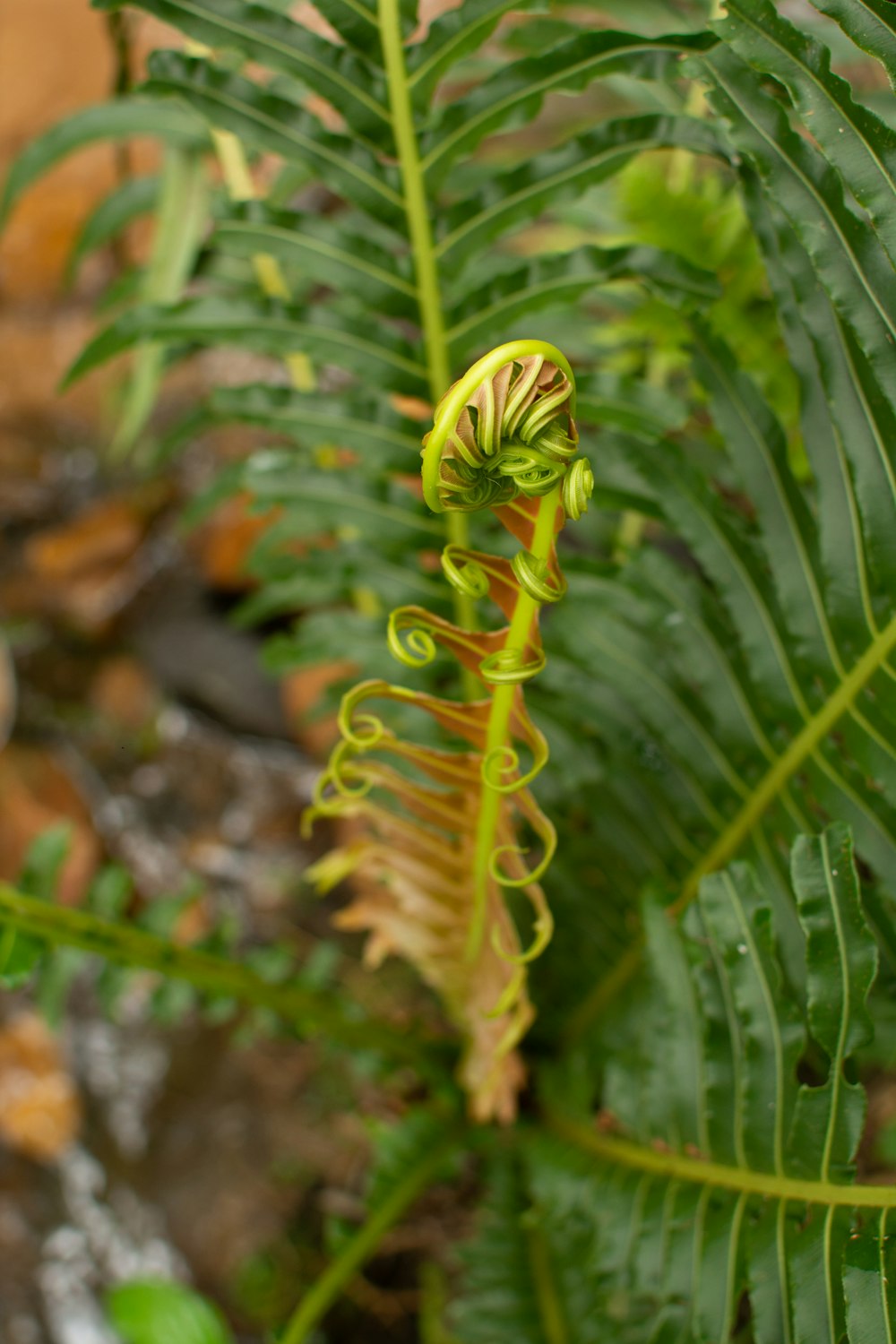 green plant in close up photography