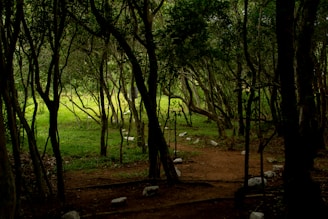 green trees on brown field during daytime